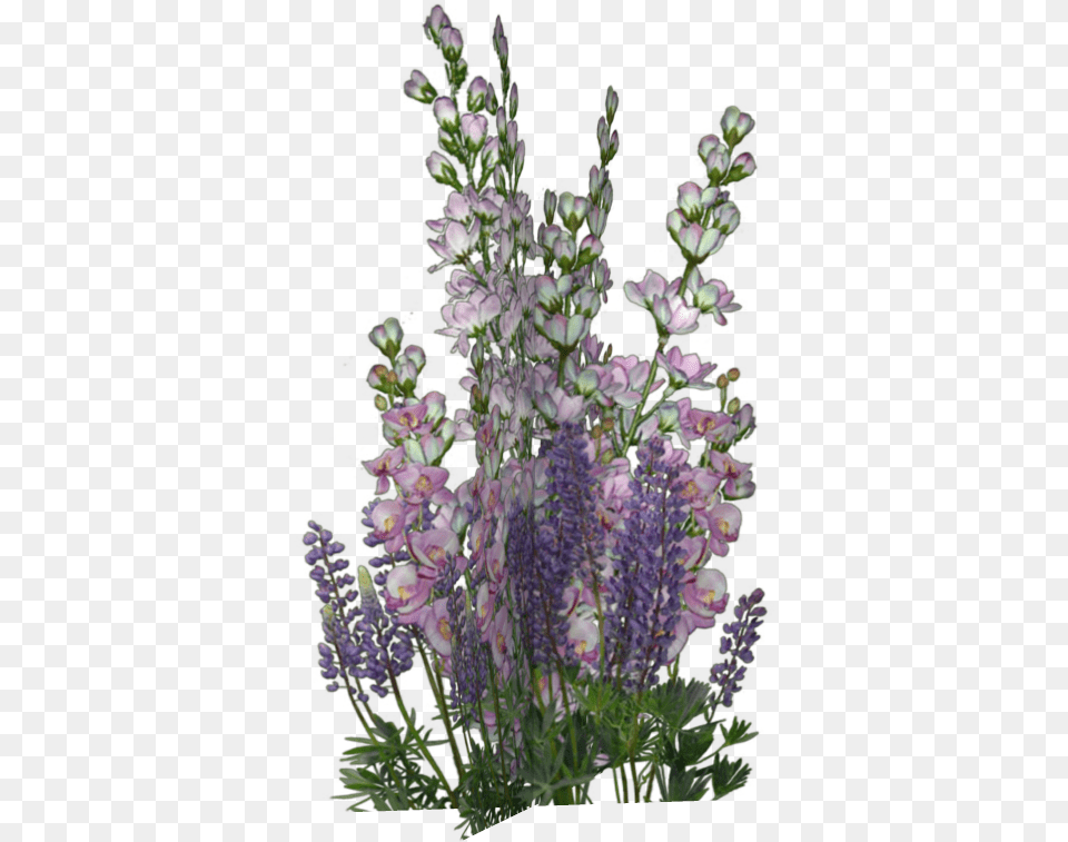 Fleurs Flores Flowers Bloemen Flower, Lupin, Plant, Lavender, Flower Arrangement Png