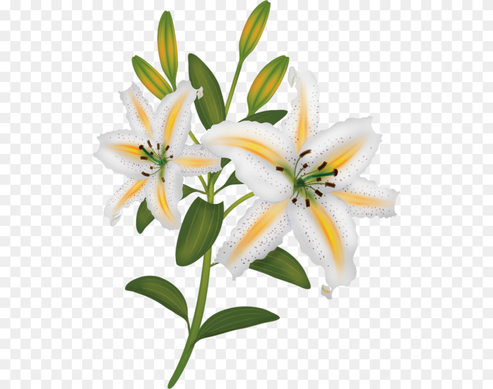 Fleurs Flores Flowers Bloemen Lilies Painting, Anther, Flower, Plant, Lily Png Image