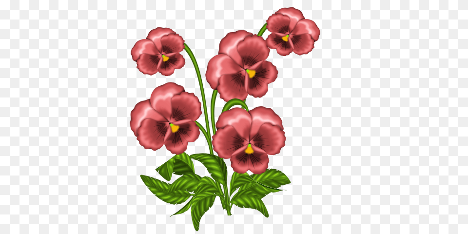 Fleurs Flower Art, Plant, Geranium Png Image