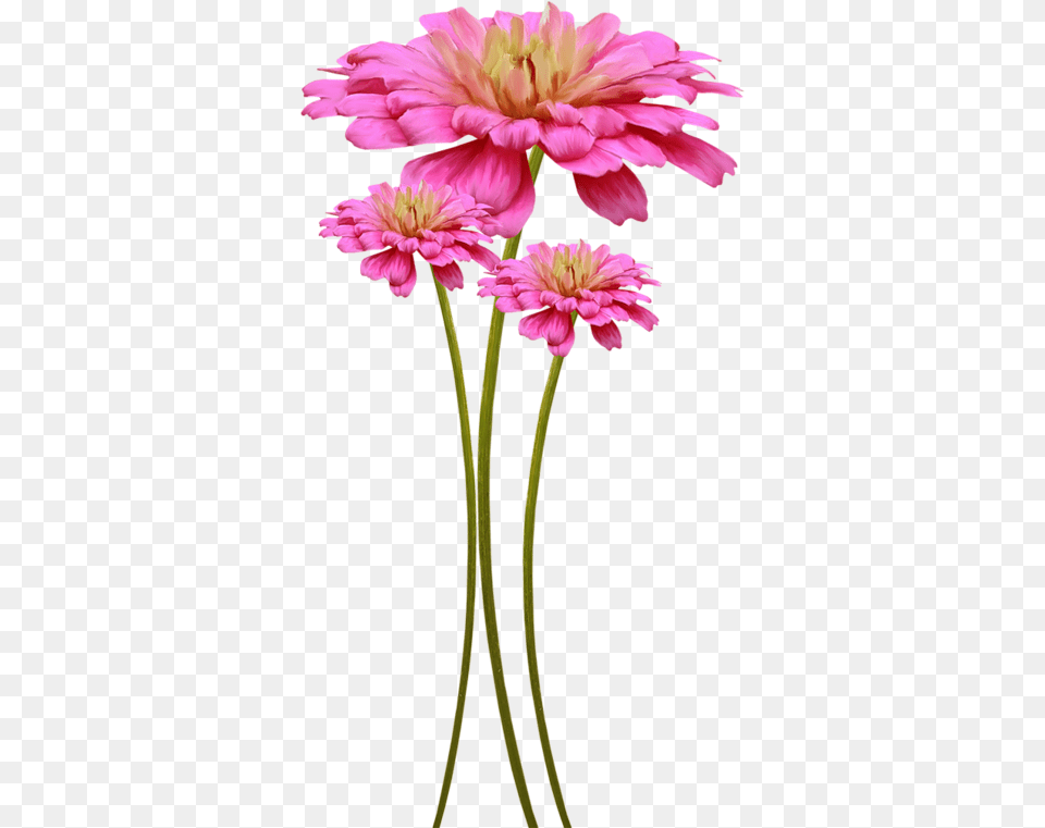 Fleurs Pour Embellir Vos Pages De Scrapbooking En Fleur, Anther, Plant, Dahlia, Flower Free Transparent Png