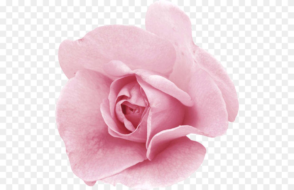 Fleurs Roses Garden Roses, Flower, Petal, Plant, Rose Free Png