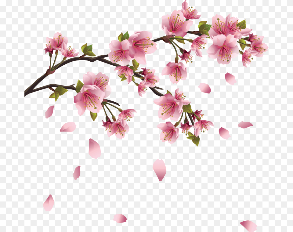 Fleurs Sakura Flower Drawing, Petal, Plant, Geranium, Cherry Blossom Free Transparent Png