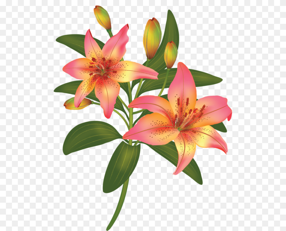 Fleursfloresflowersbloemenpng Aapattern, Flower, Lily, Plant, Anther Png