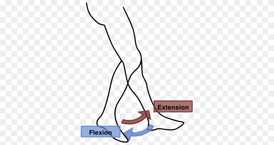 Flexion Extension Leg, Ankle, Body Part, Person, Clothing Free Png
