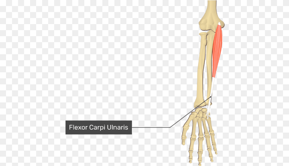 Flexor Carpi Radialis Muscle Origin And Insertion Free Transparent Png