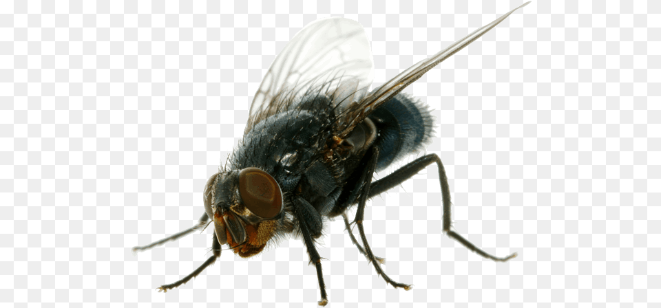 Flies, Animal, Fly, Insect, Invertebrate Free Png