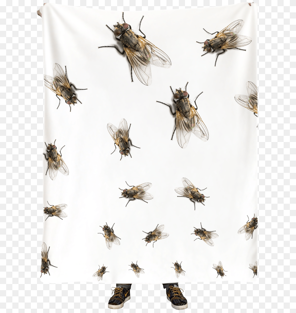 Flies Blanket Blanket, Animal, Invertebrate, Insect, Fly Free Transparent Png