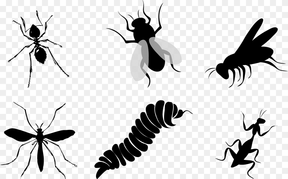 Flies Clipart Insect Wing Insects Silhouette, Stencil, Invertebrate, Animal, Person Free Transparent Png
