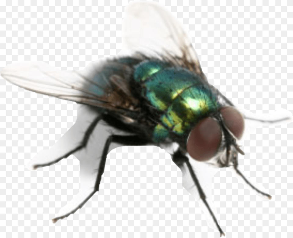 Flies Fliege Freetoedit, Animal, Fly, Insect, Invertebrate Free Png