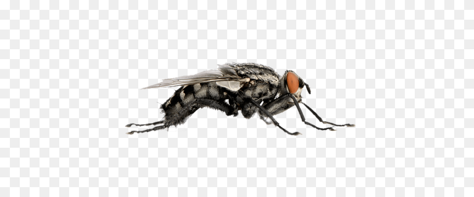 Flies Transparent Animal, Fly, Insect, Invertebrate Free Png Download