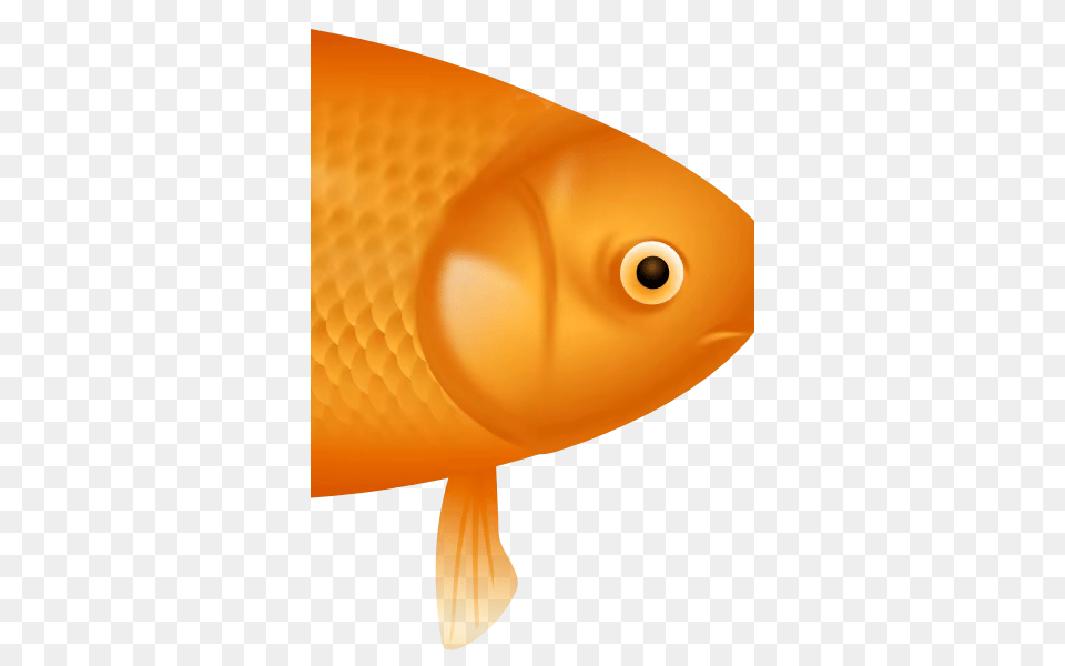 Flif, Animal, Fish, Sea Life, Goldfish Free Png Download