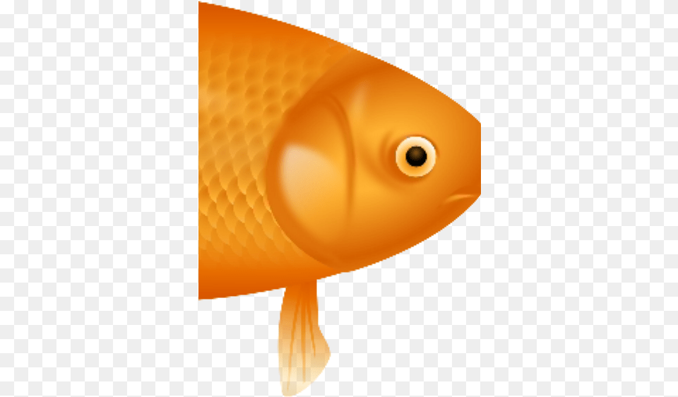 Flif Example, Animal, Fish, Sea Life, Goldfish Free Transparent Png