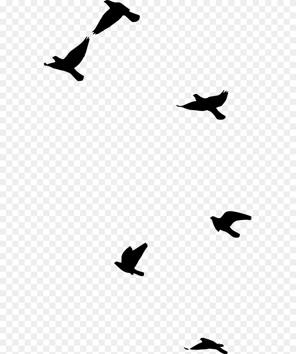 Flight, Gray Free Png Download