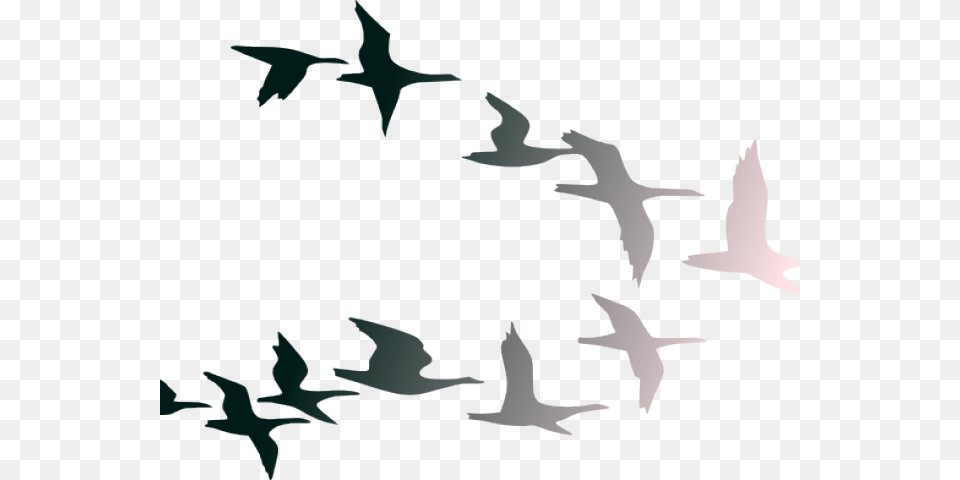 Flight Clipart Clip Art, Animal, Bird, Flock, Flying Free Png Download