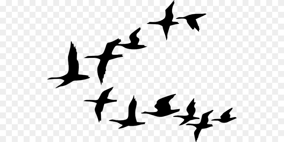 Flight Clipart Clip Art, Silhouette, Animal, Flock, Bird Free Png