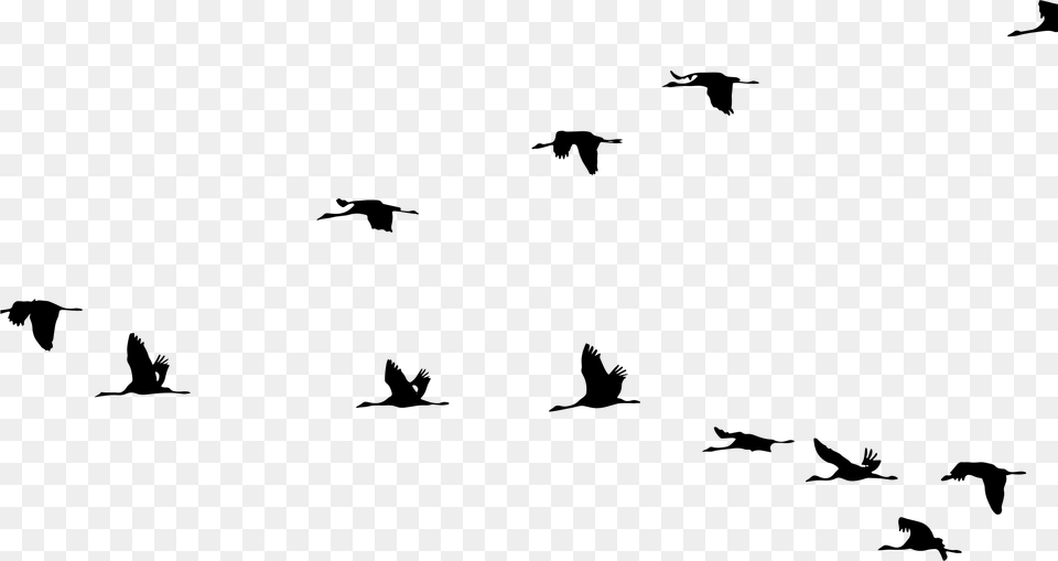 Flight Crane Bird Clip Art, Gray Free Transparent Png
