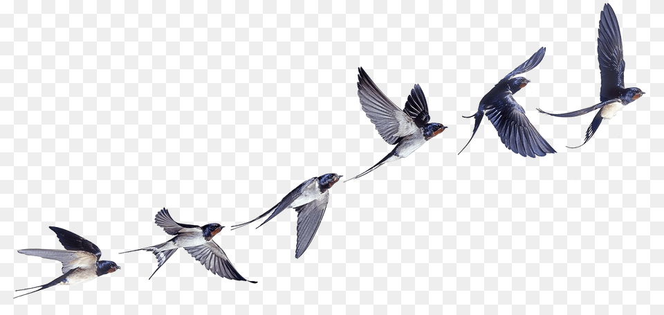 Flight Flock Of Birds Swallow Bird Barn Clipart Barn Swallow Tattoo, Animal, Flying, Jay Free Transparent Png