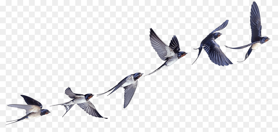 Flight Flock Of Birds Swallow Bird Barn Clipart Swallow In Flight Tattoo, Animal, Flying, Jay Png Image