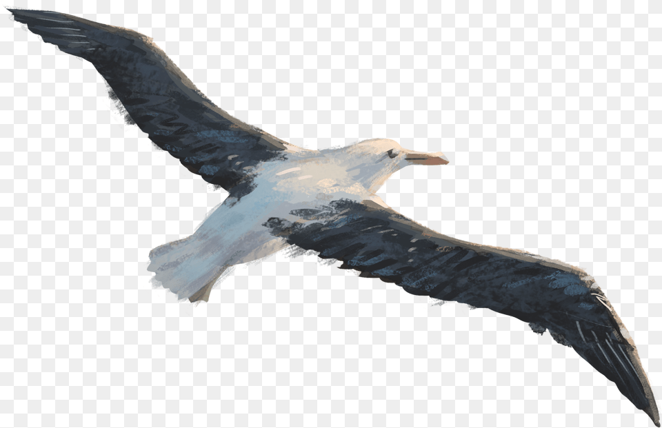 Flight Gliding Gliding Flight, Animal, Bird, Flying, Seagull Free Png Download