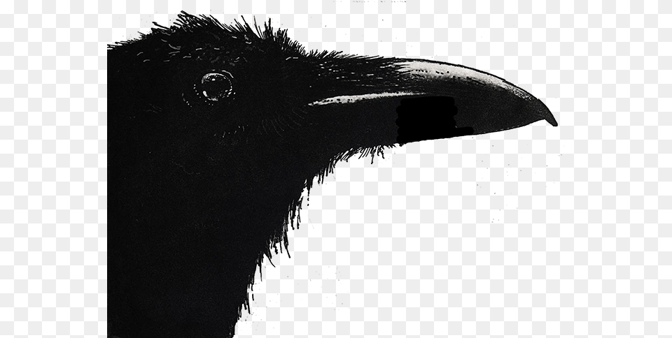 Flightless Bird, Animal, Beak, Crow Free Png Download