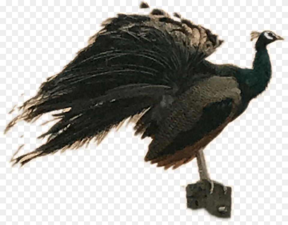 Flightless Bird, Animal, Beak Png