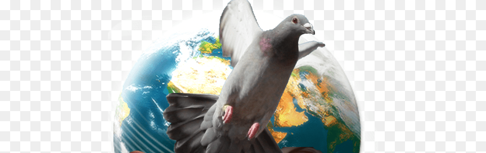 Flightless Bird, Animal, Pigeon, Dove Free Png Download