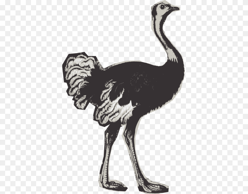 Flightless Birdcranelike Birdanimal Figure Ostrich, Animal, Bird Png Image