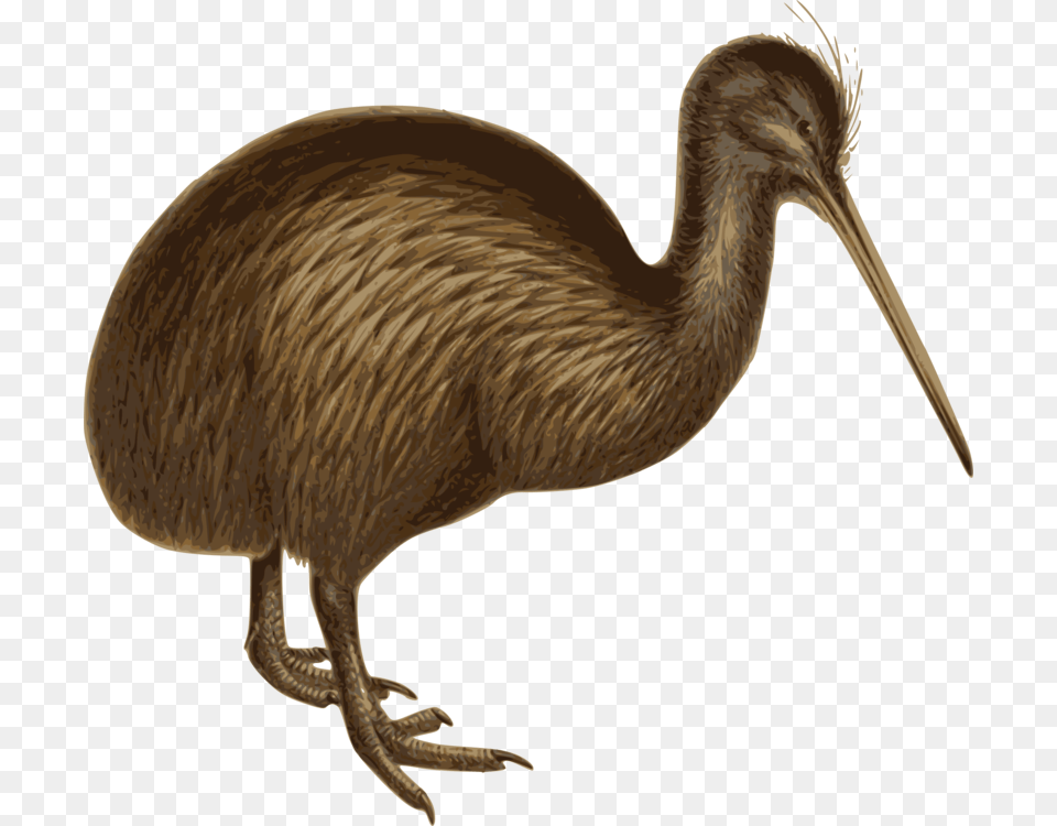 Flightless Birdratiteostrich Birds White Background, Animal, Bird, Kiwi Bird Free Png Download