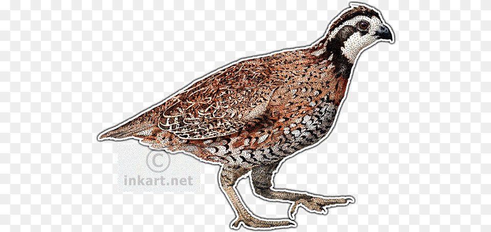 Flightless Birds Partridge, Animal, Bird, Quail Png