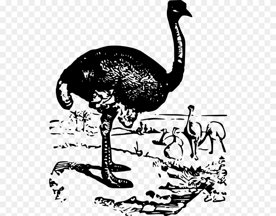 Flightless Birdwater Birdblackandwhite Ostrich, Gray Free Png Download