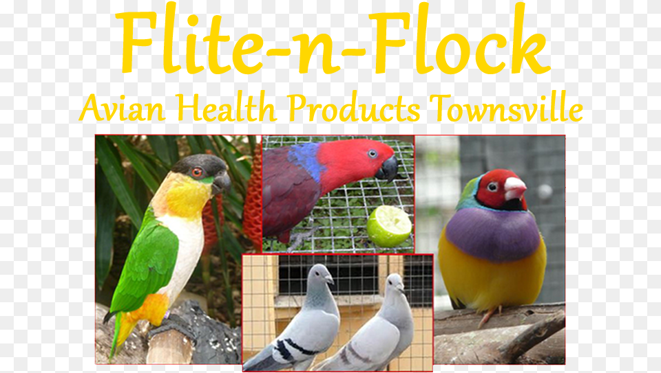 Flite N Flock Avian Health Products Finch, Animal, Beak, Bird, Ball Png