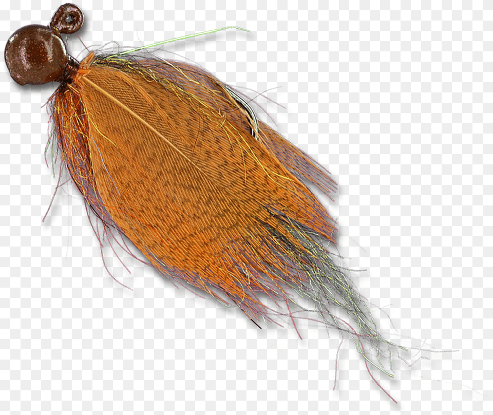 Float N Flies Insect, Person, Animal Free Transparent Png