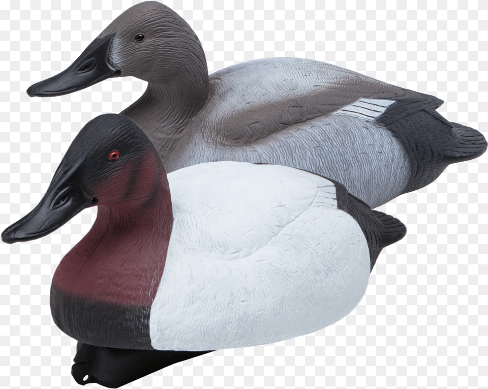 Floating Canvasbacks Six Pack Of Duck Hunting Decoys, Animal, Anseriformes, Bird, Waterfowl Png
