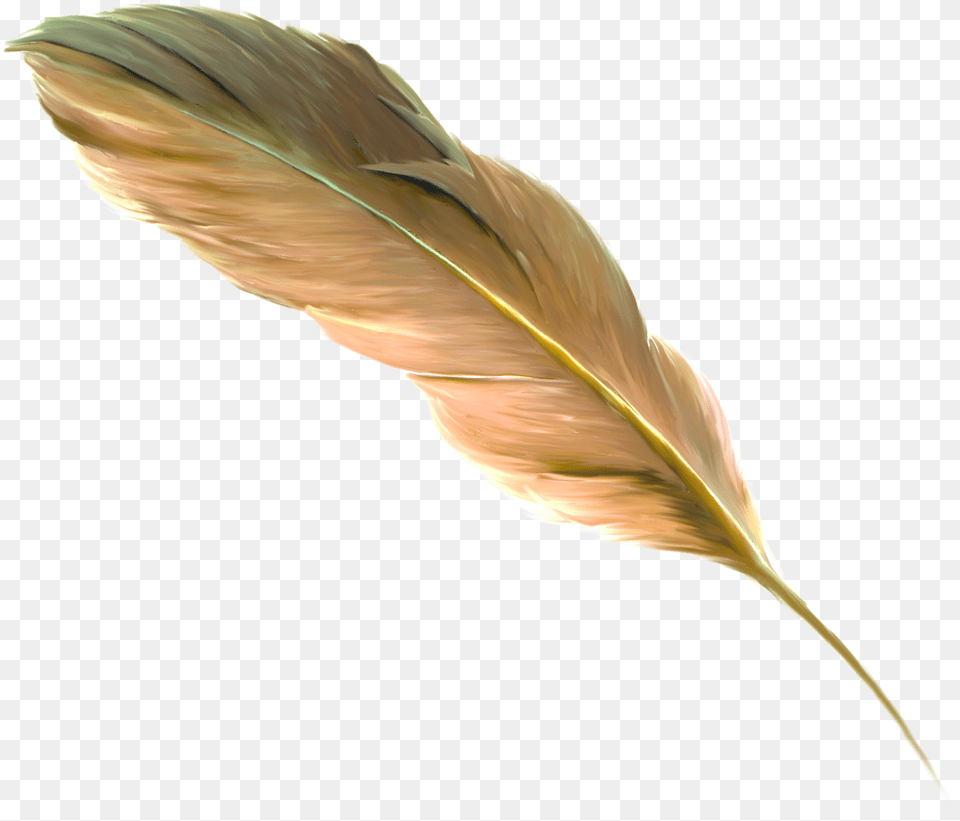 Floating Feather, Leaf, Plant, Reed, Animal Png Image