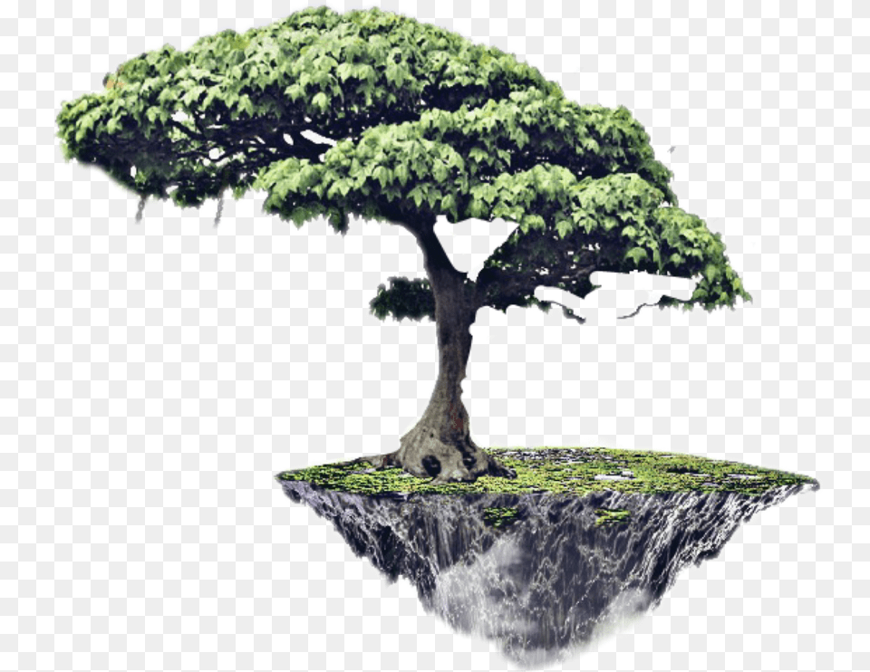 Floating Island Fantasy, Oak, Plant, Potted Plant, Sycamore Png Image