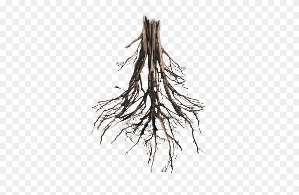 Floating Island Tree Trunk Rework Roots By Annamae22 Tree Roots, Plant, Root, Adult, Female Png Image