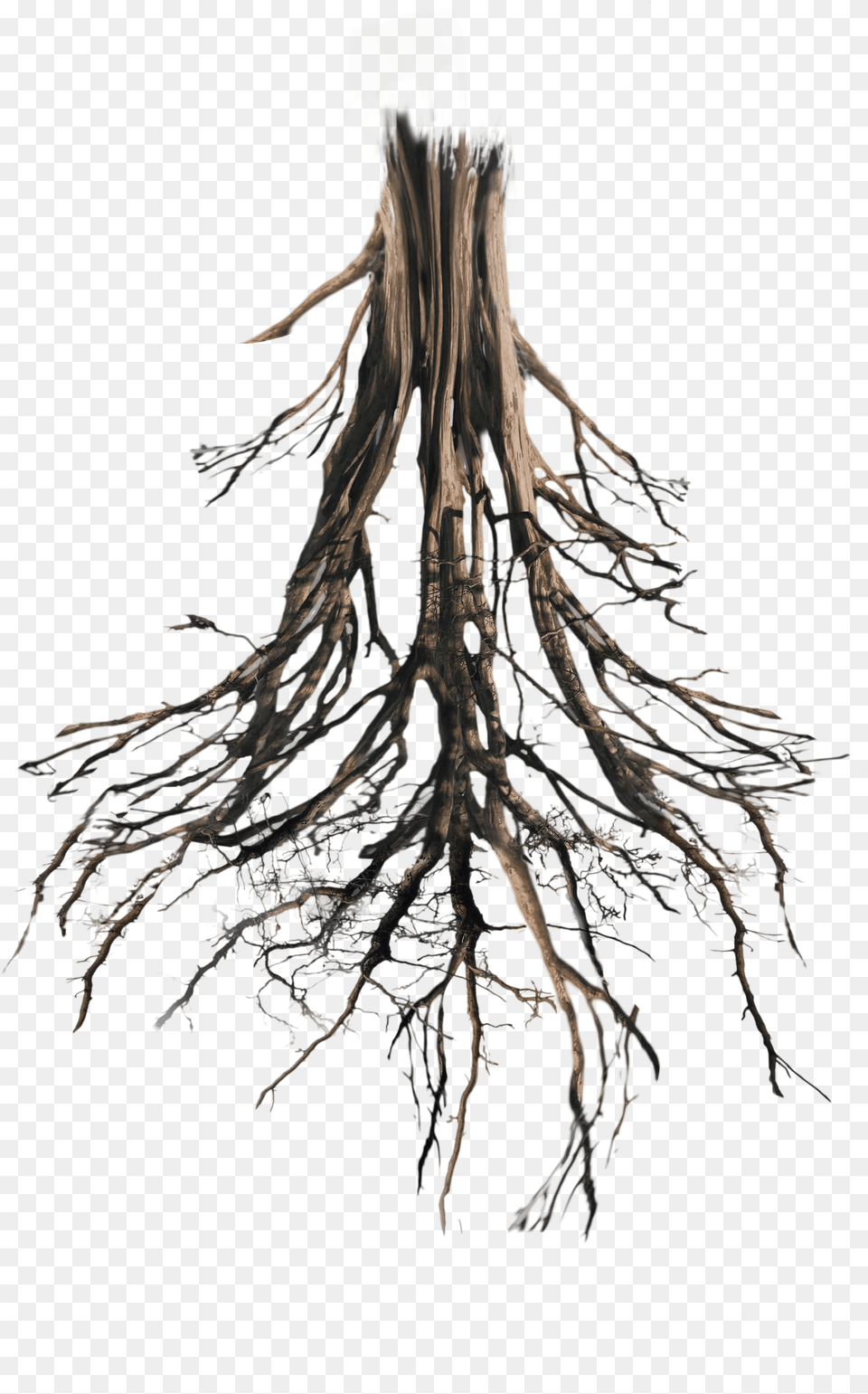 Floating Island Tree Trunk Rework Tree Trunk And Roots, Plant, Root, Adult, Female Free Transparent Png