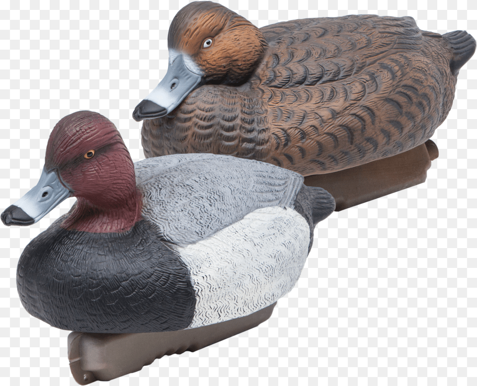 Floating Redheads Duck Hunting Decoys From Final Approach Redhead, Animal, Anseriformes, Bird, Waterfowl Free Png