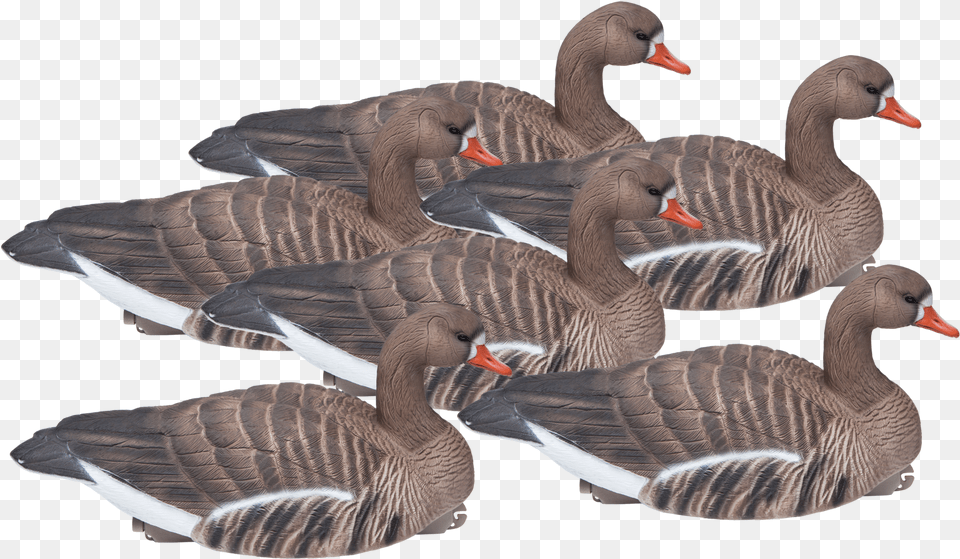 Floating Standard Size Six Pack Of Speckle Bellies Seaduck, Animal, Bird, Goose, Waterfowl Png