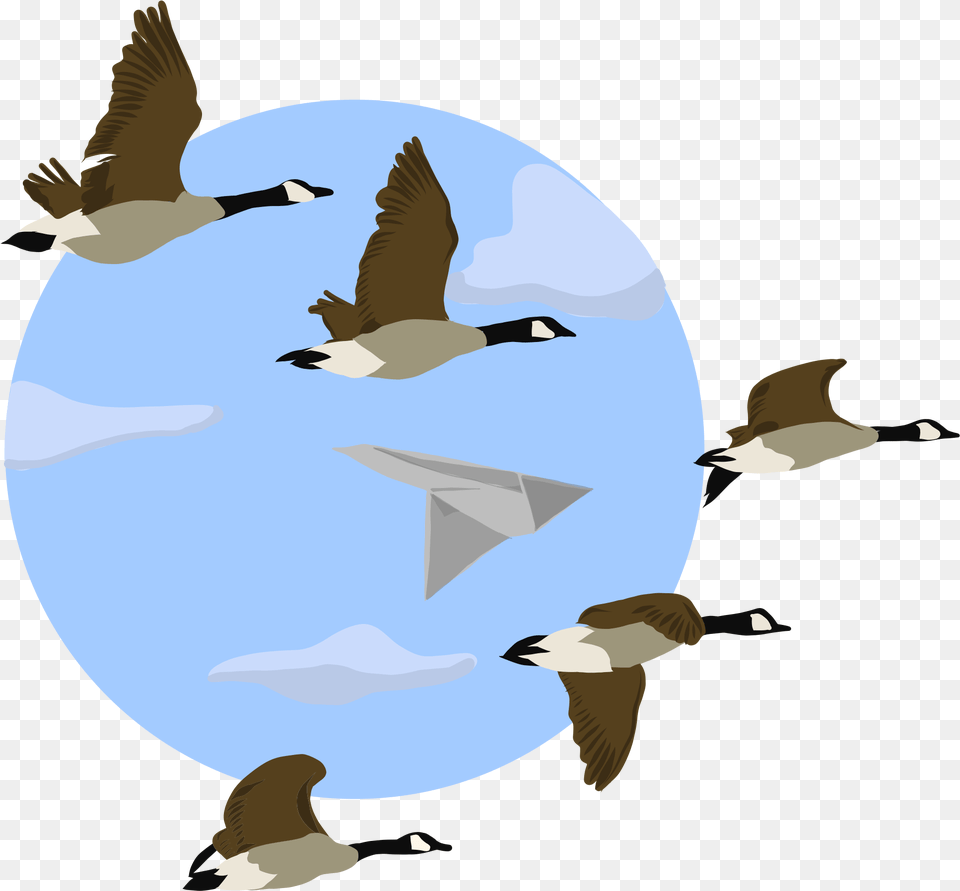 Flock, Animal, Bird, Flying, Goose Free Png
