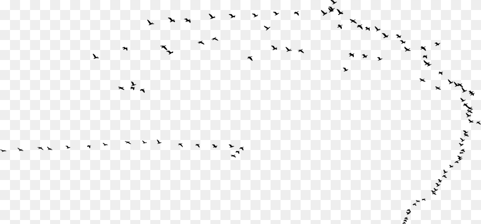 Flock, Gray Png