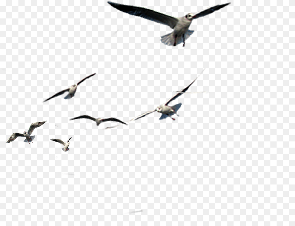 Flock, Animal, Bird, Flying, Seagull Free Png Download
