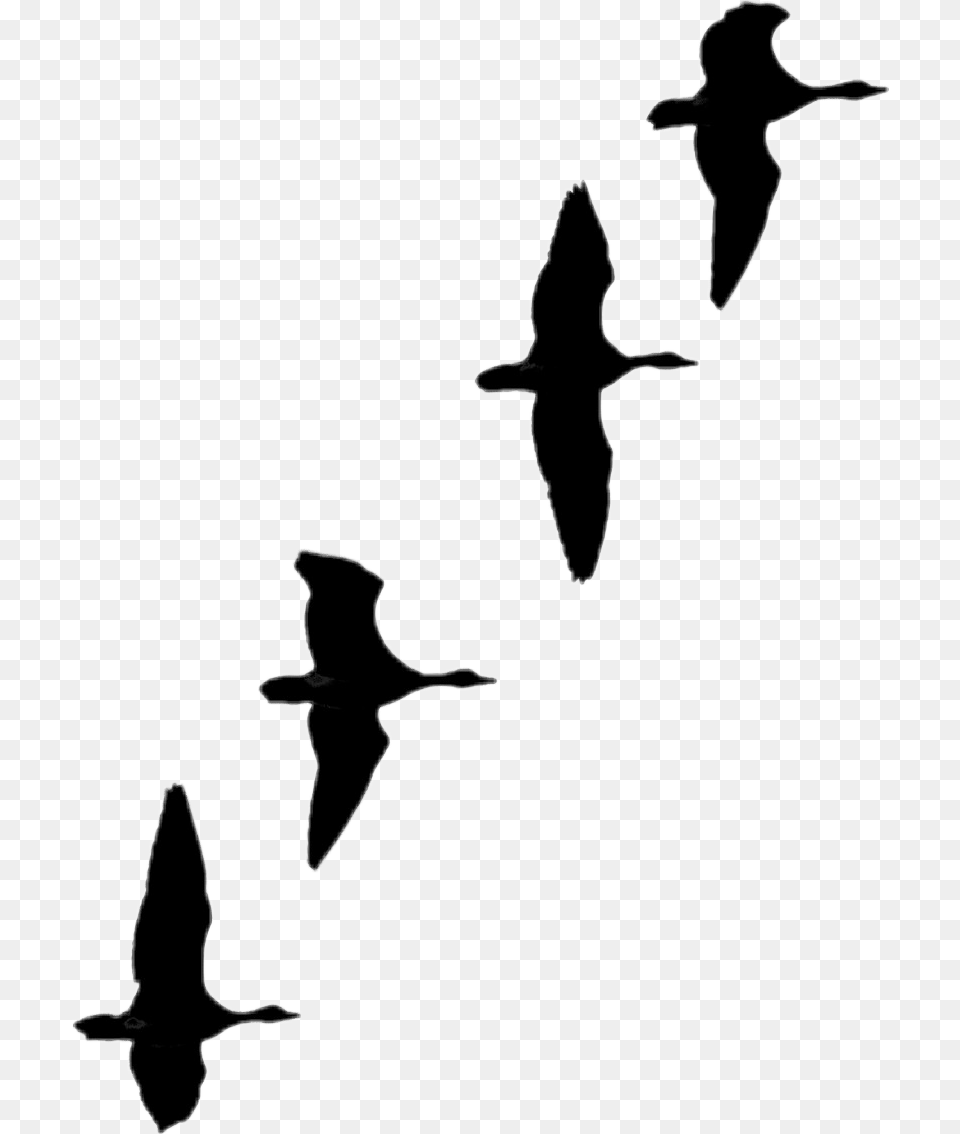 Flock, Animal, Bird, Flying, Silhouette Png