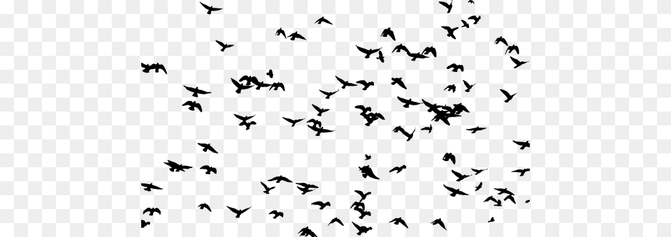 Flock Gray Png