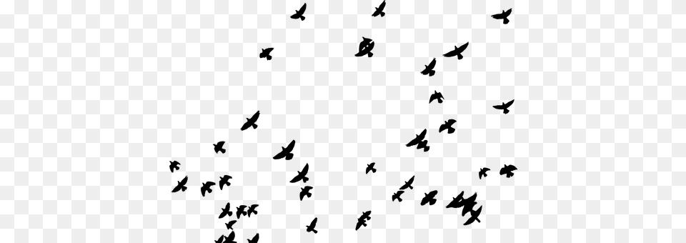 Flock Gray Free Png