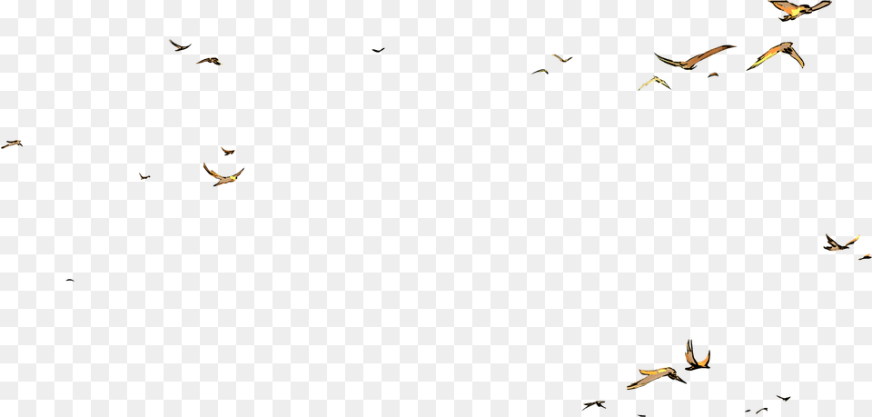 Flock, Silhouette, Animal, Bird Png