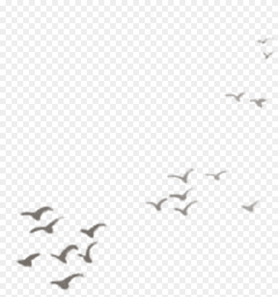 Flock Free Png Download