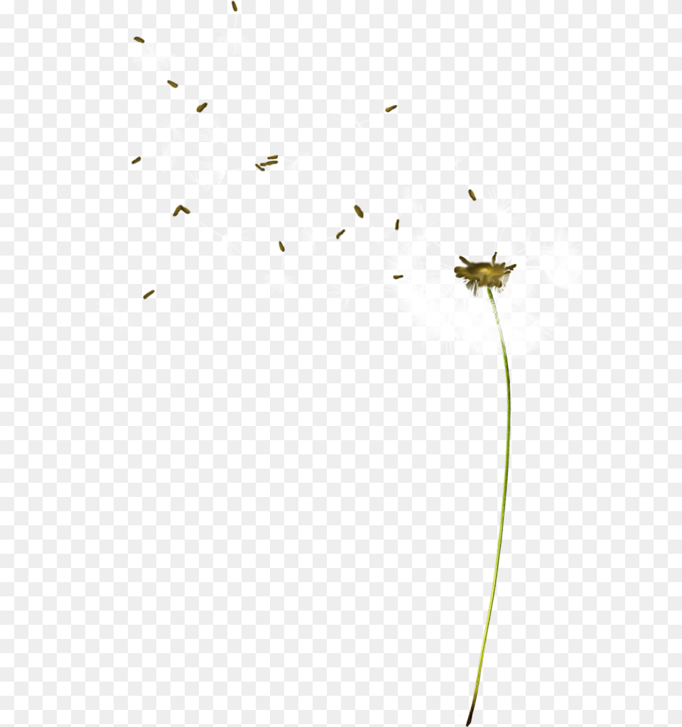 Flock, Flower, Plant Png Image