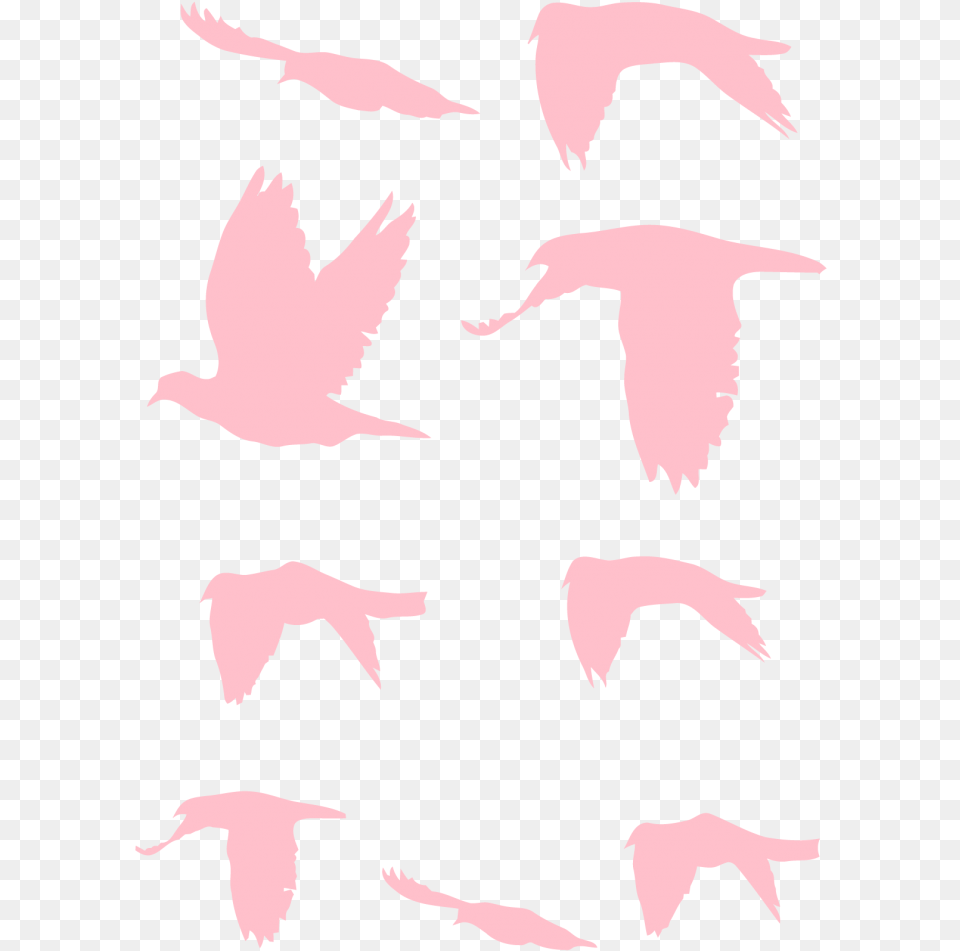 Flock, Animal, Bird, Flying Free Transparent Png