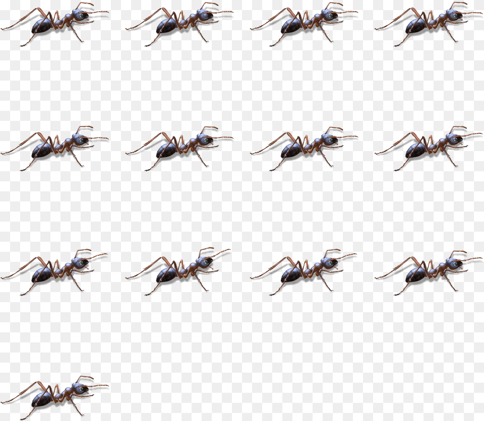 Flock, Animal, Insect, Invertebrate, Spider Png Image